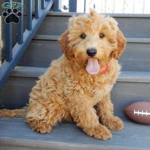 Hunter, Mini Goldendoodle Puppy